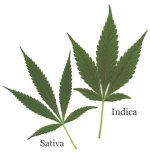 cannabisis.jpg