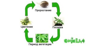 life-cycle-cannabis2.jpg